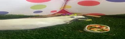 Parrots birds for sale: Hand reared baby boy umbrella cockatoo - Advert 2