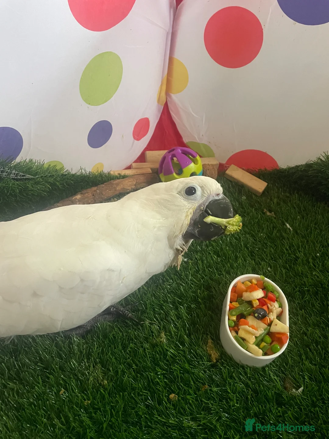 Parrots birds for sale: Hand reared baby boy umbrella cockatoo - Advert 2