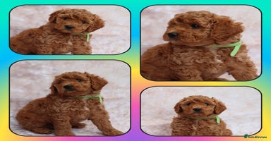 Cavapoo dogs - Advert 8
