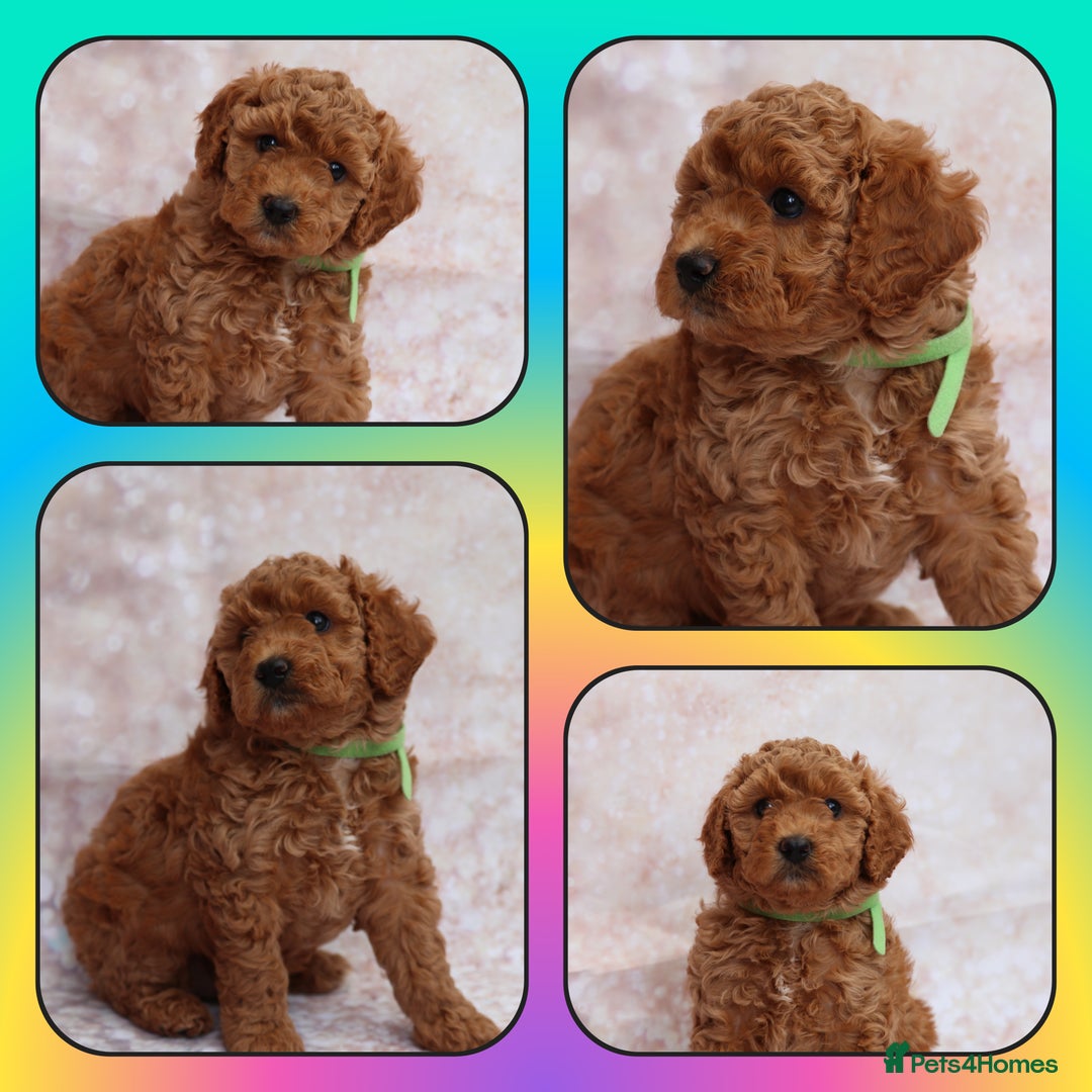 Cavapoo dogs for sale: Cavapoo  - Image 2