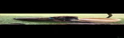 Boxer dogs for sale: Amazing bobtail/ tailed boxer puppy - Advert 5