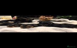 Yorkshire Terrier dogs for sale: Yorkshire terrier  - Advert 13