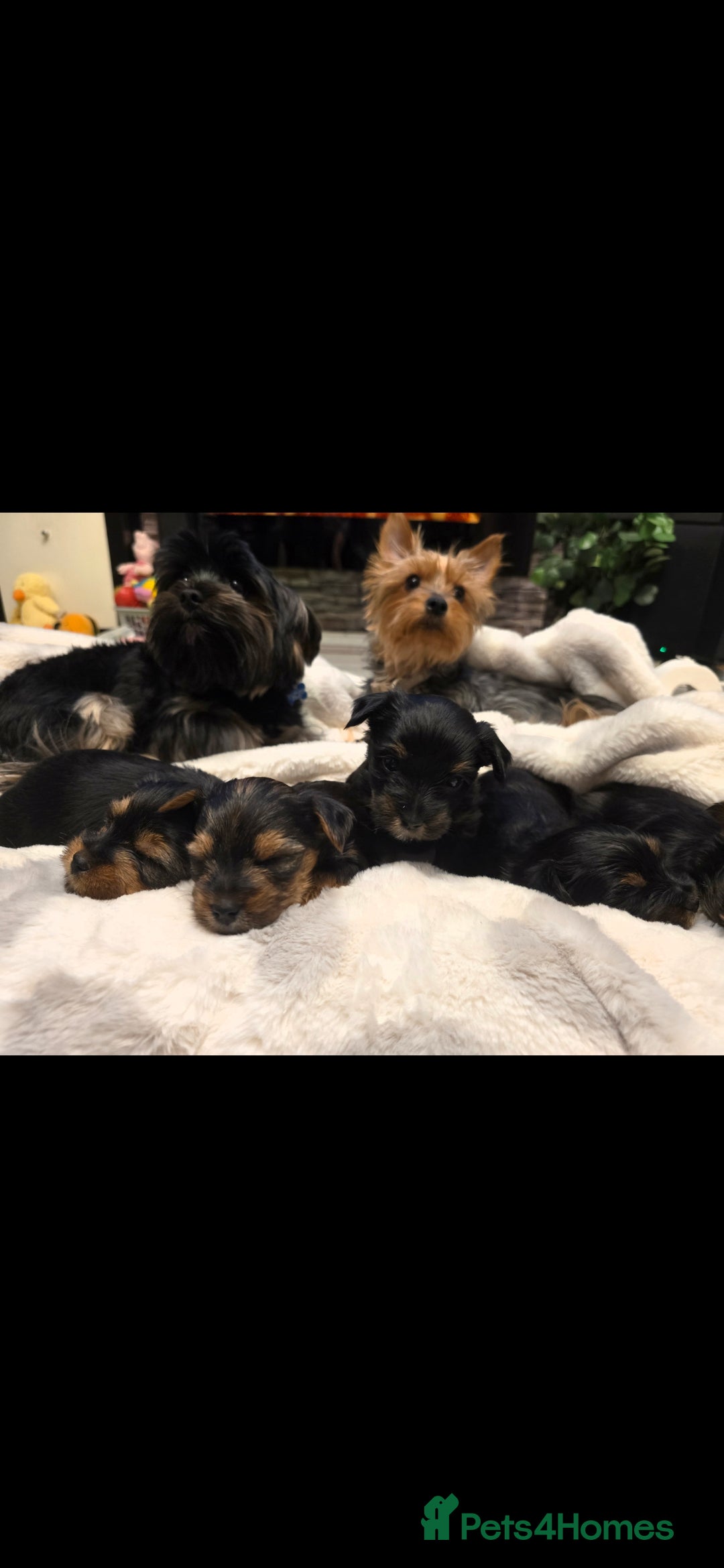 Yorkshire Terrier dogs for sale: Yorkshire terrier  - Advert 13