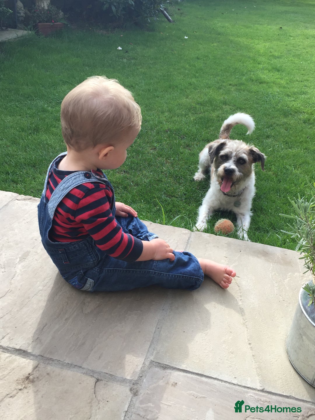 Mixed Breed dogs for stud: Oscar for stud - Advert 4