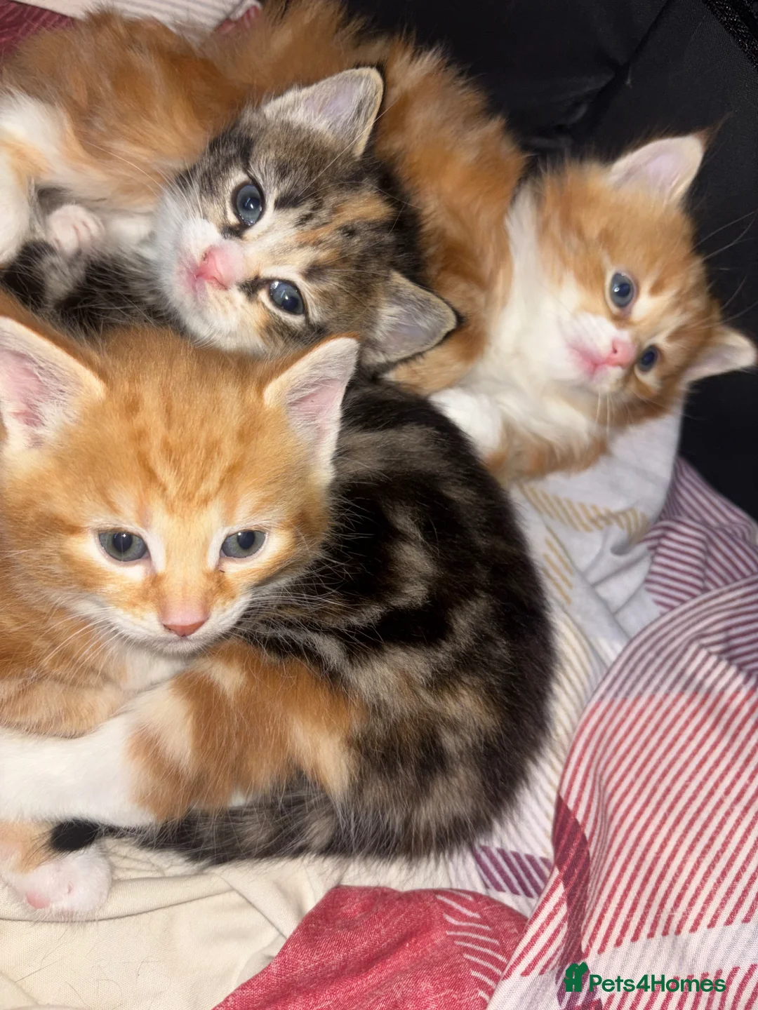 Mixed Breed cats for sale: 3 Beautiful Tabby Mixed Kittens - Advert 4
