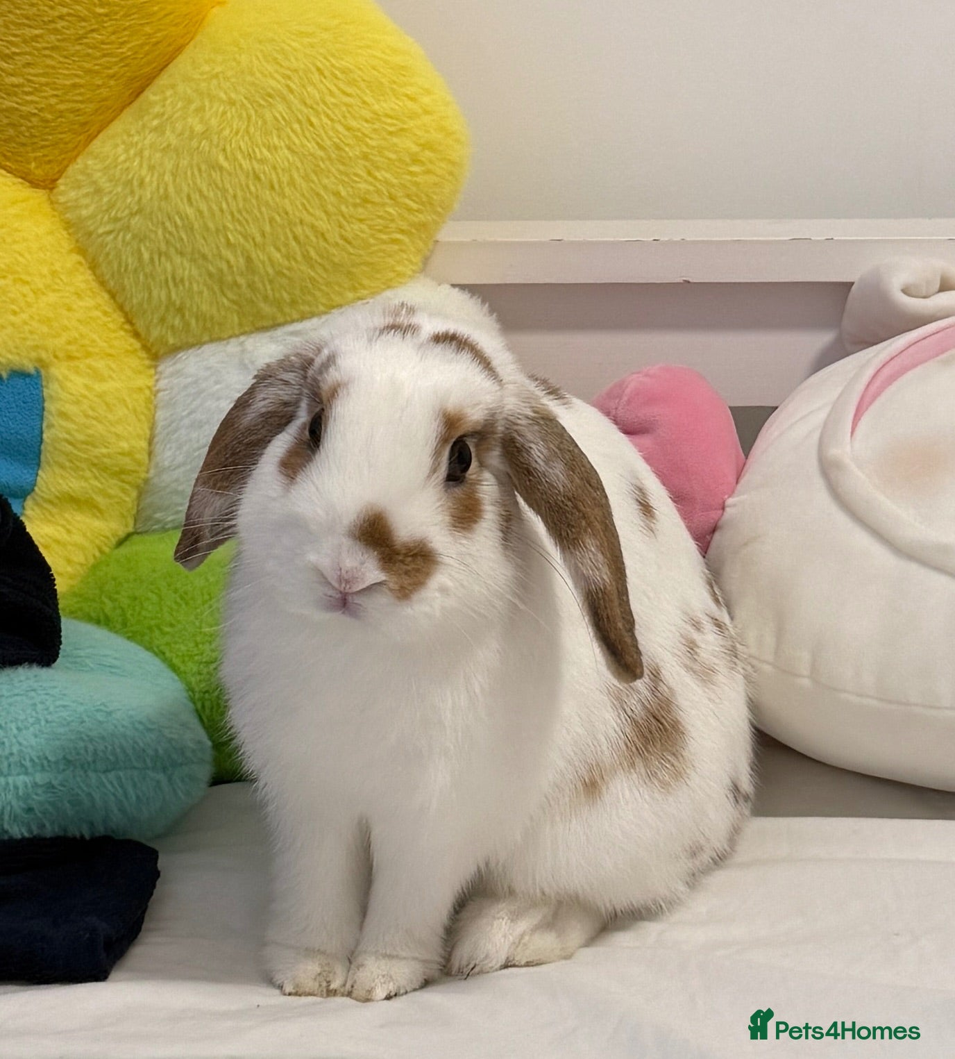Mini Lop rabbits Pure Mini Lop Rabbit - Pochi - Advert 2