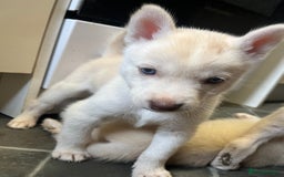 Siberian Husky dogs for sale: Beautiful Siberian Huskies- Last 4 Reduced!! - Image 14