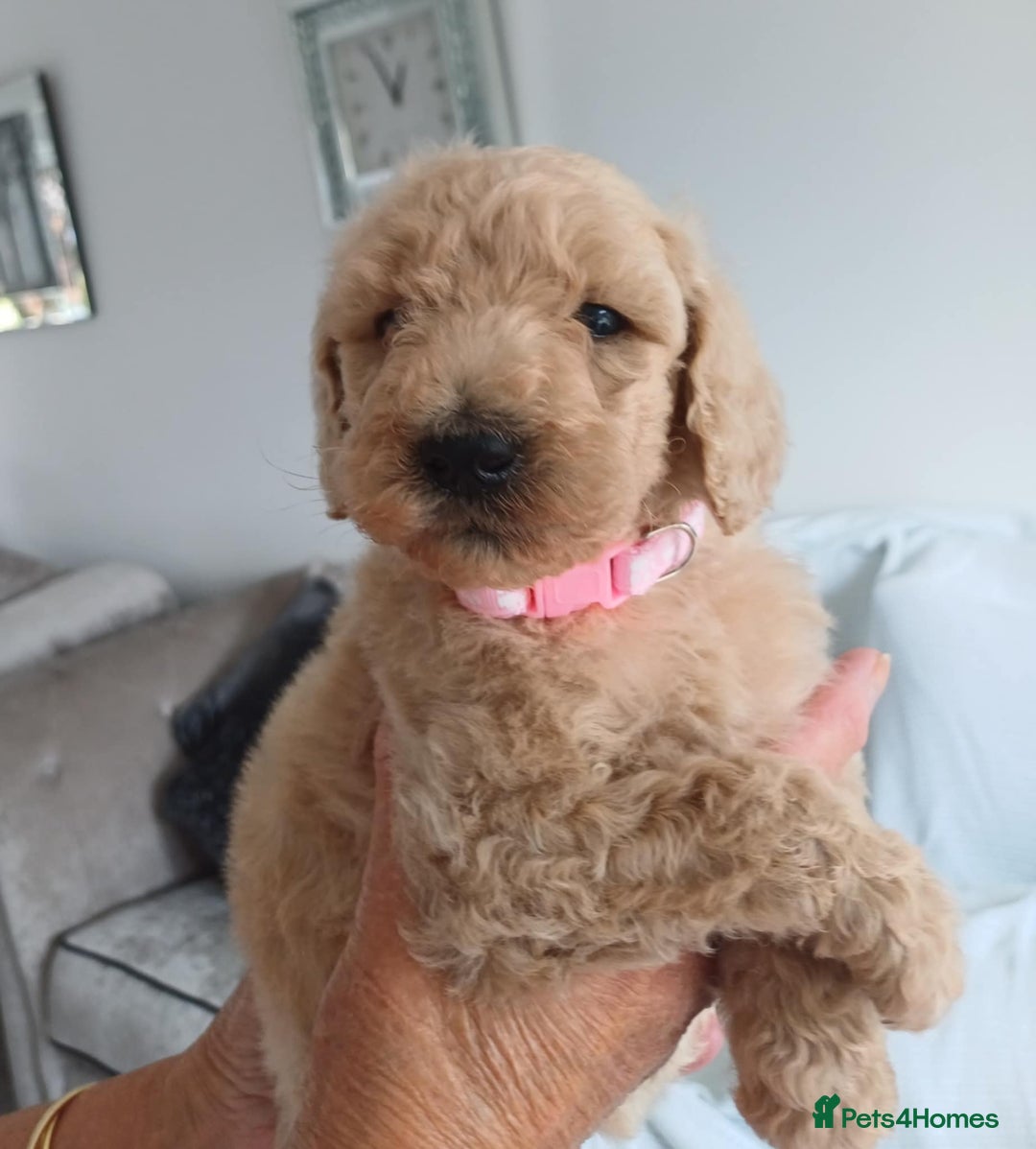 Standard Poodle dogs for sale: Stunning KC Standard Poodle Puppies for sale - Image 3