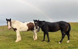 English Thoroughbred horses for sale: Lovely well put together 15.3 4yo Mare - Image 7