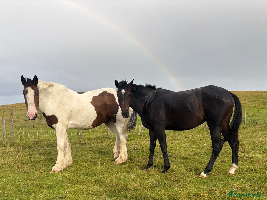 English Thoroughbred horses for sale: Lovely well put together 15.3 4yo Mare - Image 7