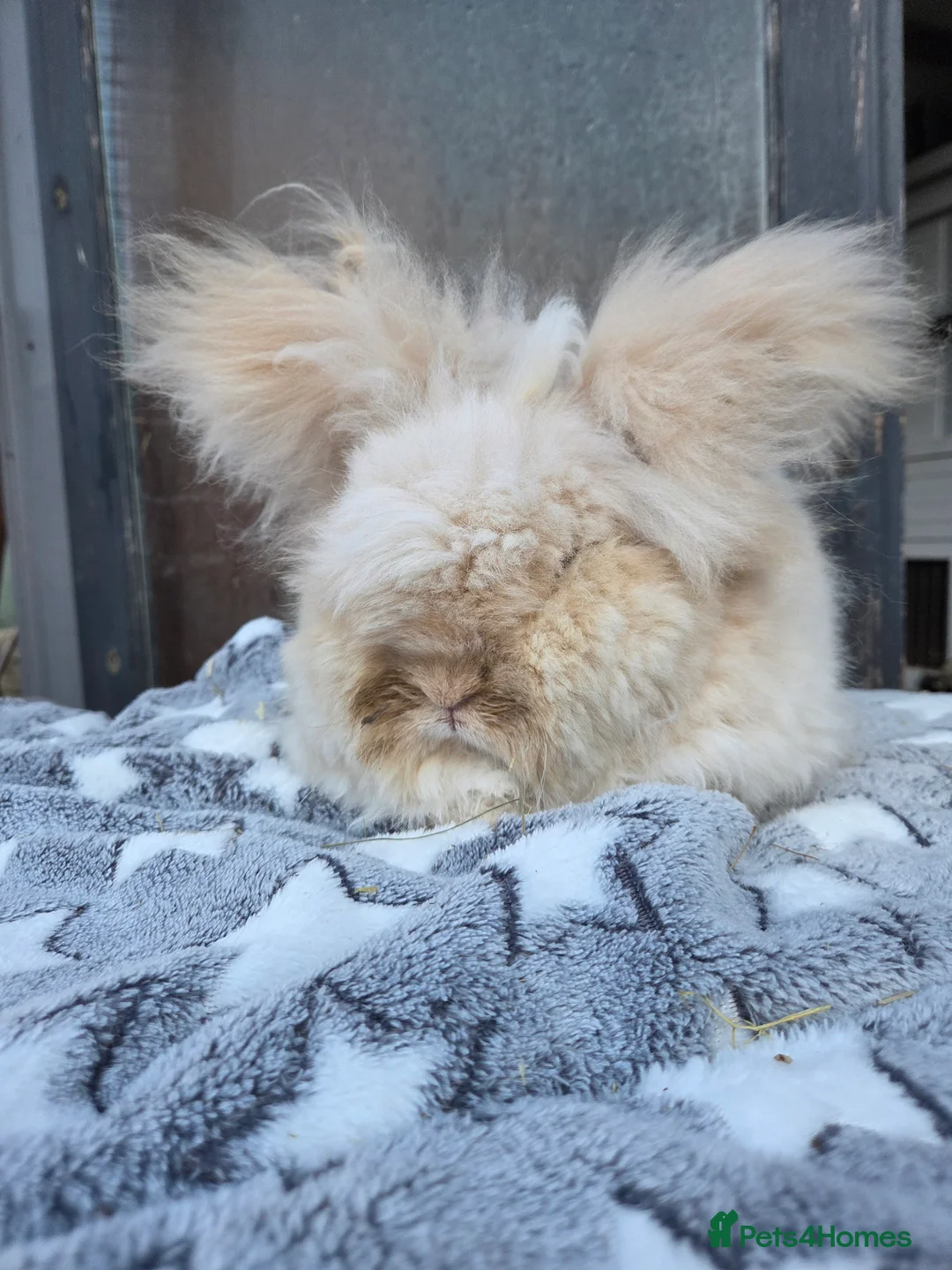 Angora rabbits for sale: Angora boy  - Advert 2