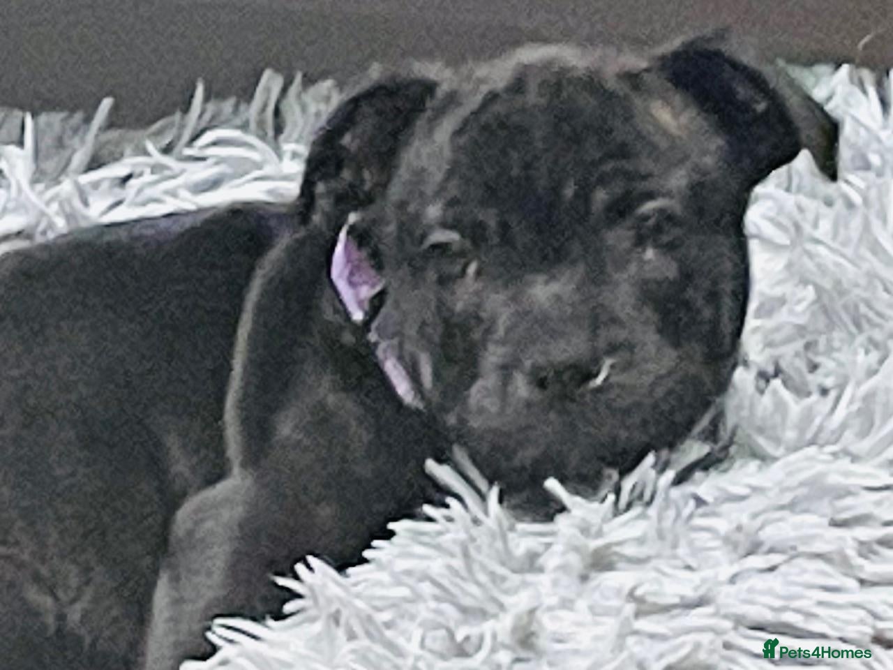 Staffordshire Bull Terrier dogs ✨ READY NOW ✨2 Black Brindle Girls 🩷 🐾 🩷 🐾 - Advert 2