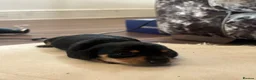 Miniature Dachshund dogs for sale: Miniature Dachshund puppies - Advert 5