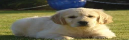 Golden Retriever dogs for sale: Golden Retriever Puppies in Armagh - Advert 6