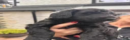 Mixed Breed dogs for sale: 🐶 Beautiful Puppies. Doodles.🐕  in Seascale - Advert 2