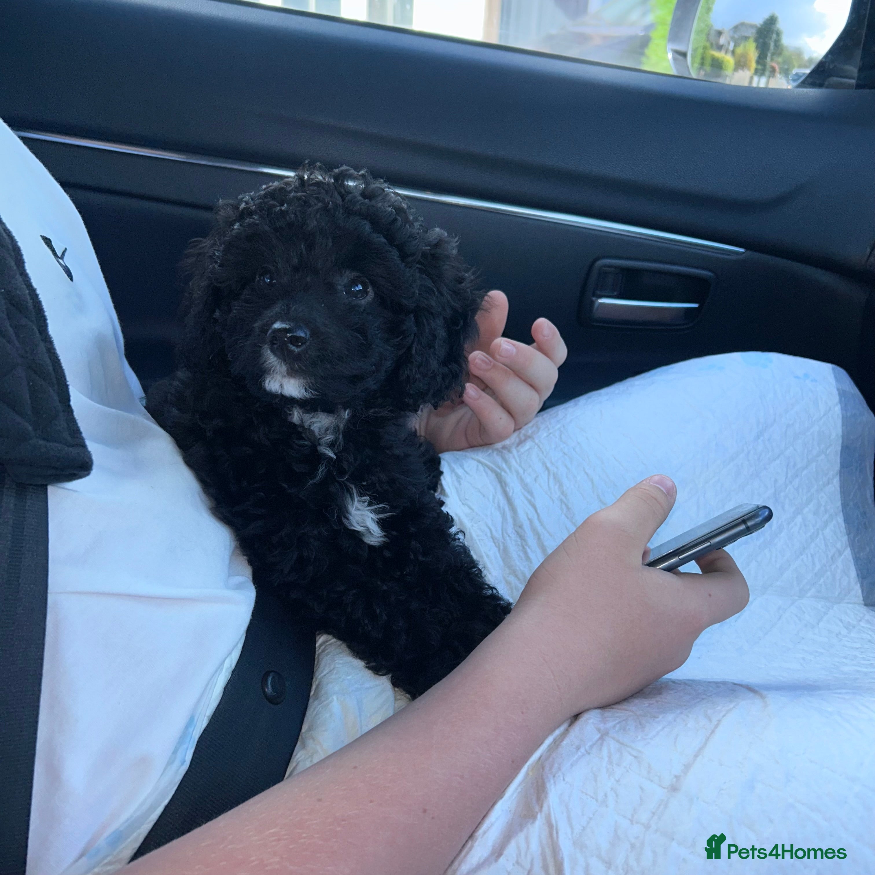 Miniature Poodle dogs Male mini poodle  - Advert 2