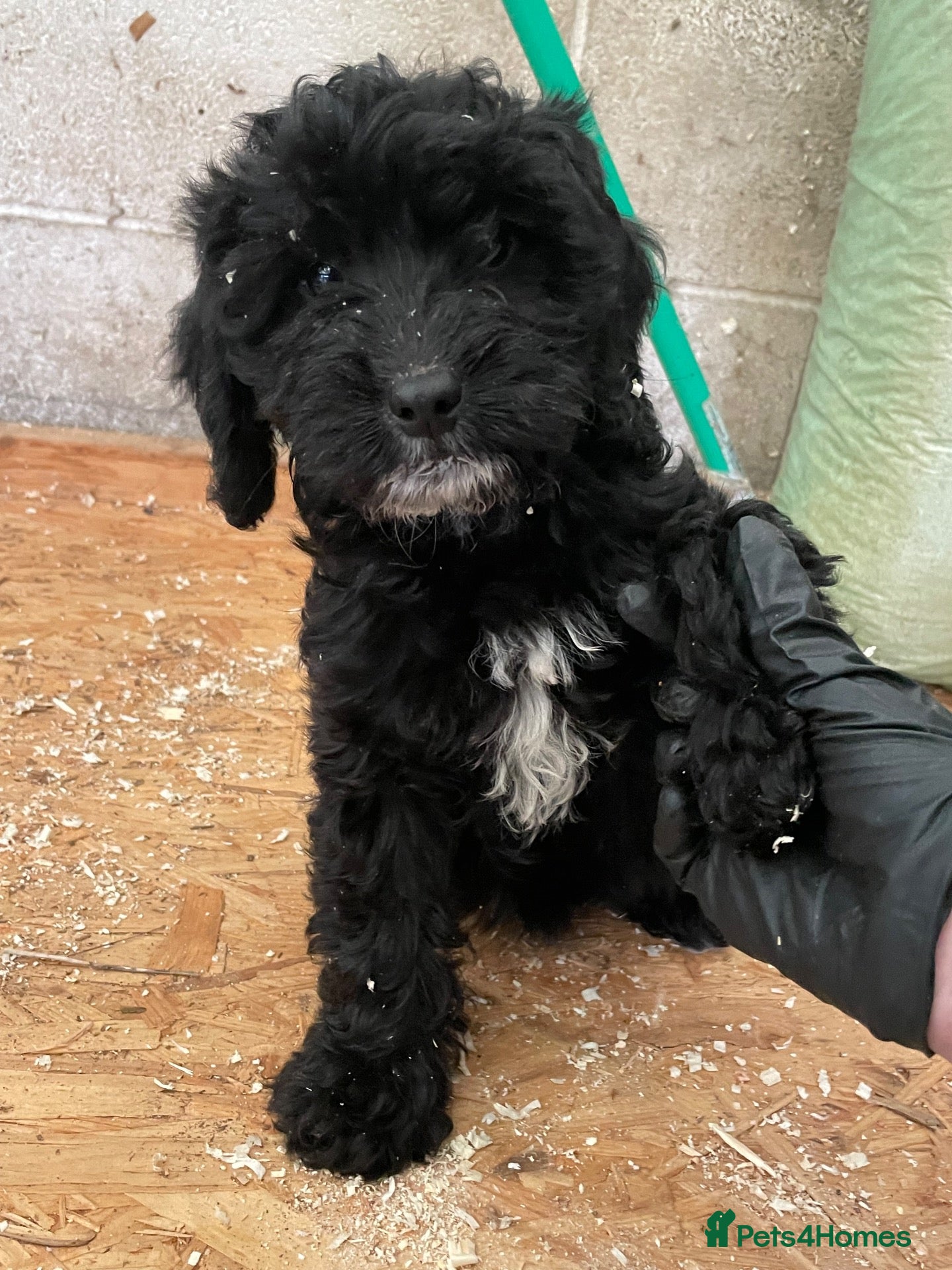 Sproodle dogs Sproodle Pups Ready Now Springer XMinature Poodle  - Advert 11