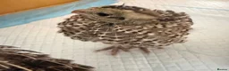 Quail poultry for sale: Mearns Quail Chicks - Advert 2