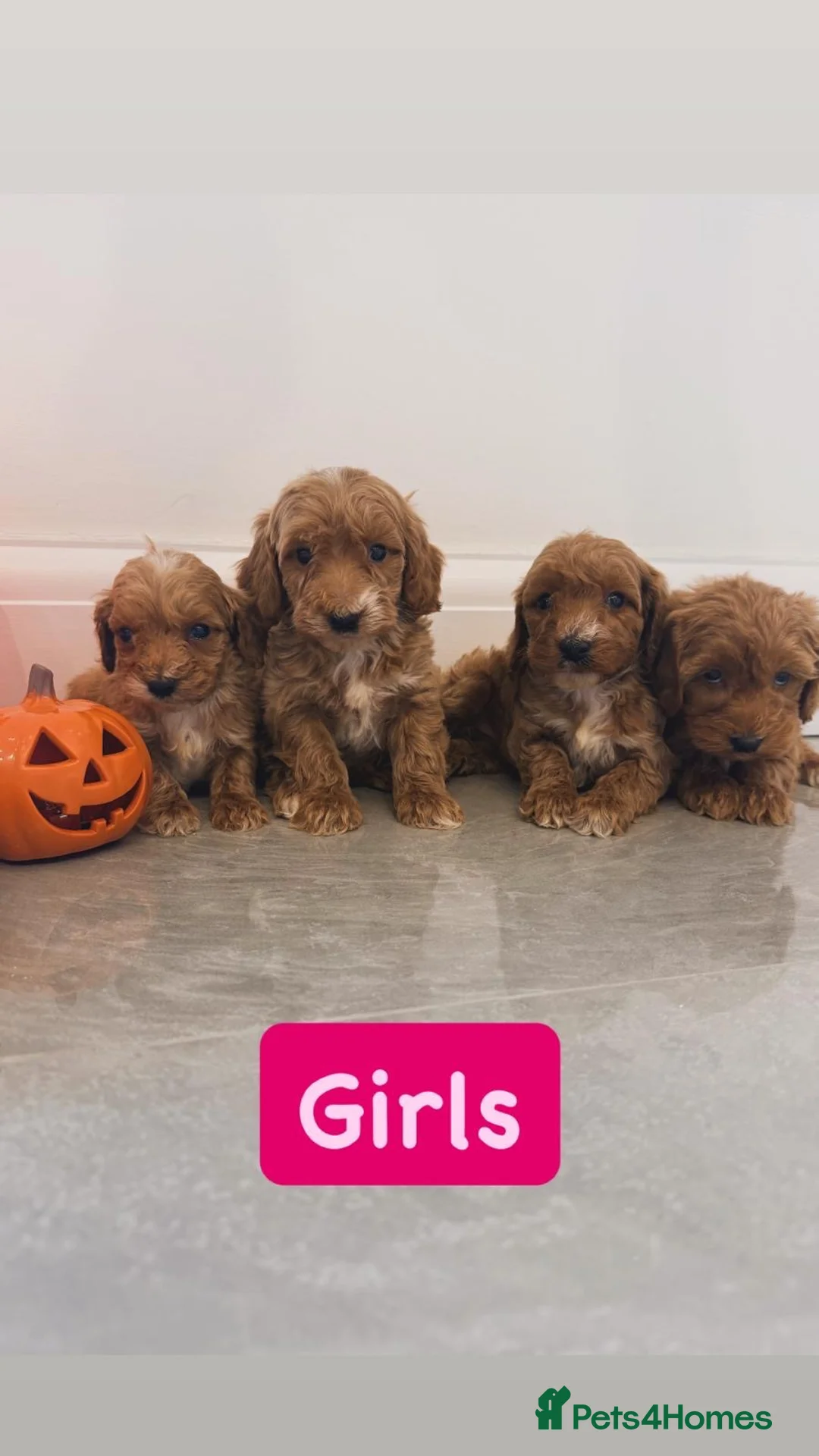 Cockapoo dogs for sale: F1 Mini cockapoo puppies in Orpington - Advert 2