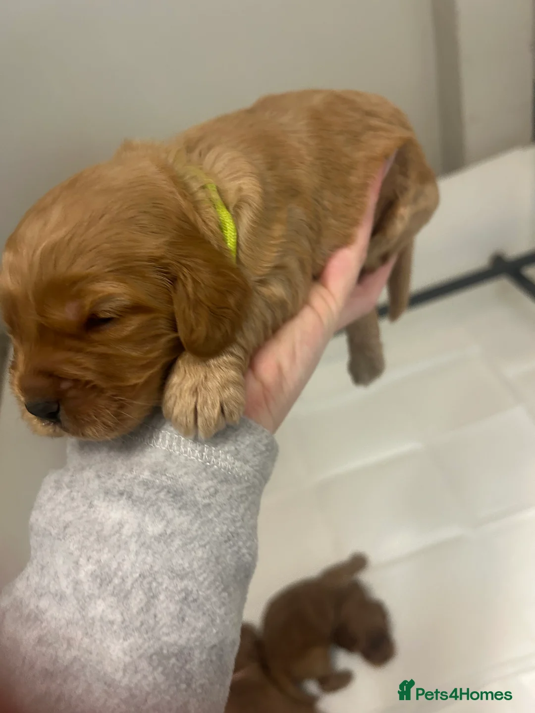 Cockapoo dogs for sale: Stunning cockapoo pups!  - Advert 17