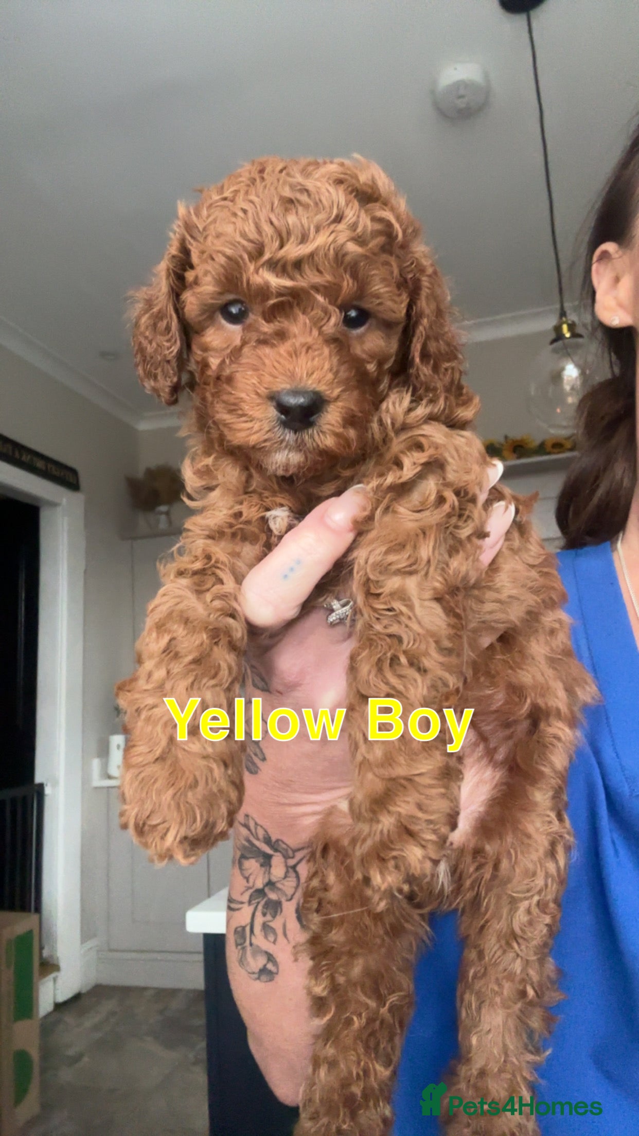 Cavapoo dogs 🐶Perfect Toy Cavapoos (Health Tested)🐶 - Advert 11
