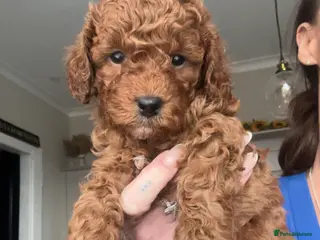 Cavapoo dogs 🐶Perfect Toy Cavapoos (Health Tested)🐶 - Advert 11