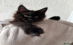 Maine Coon cats for sale: Maine coon - Image 16