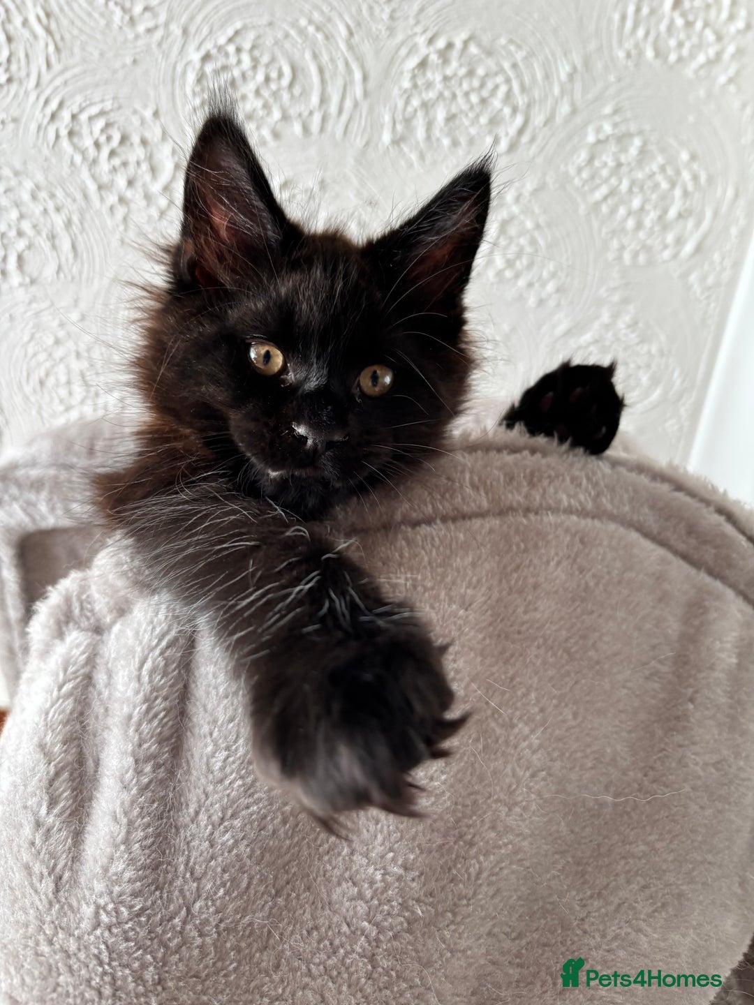Maine Coon cats for sale: Maine coon - Image 16