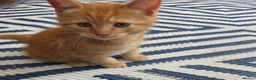 Ragdoll cats for sale: Beautiful ragdoll X - Advert 11
