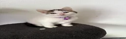 Ragcoon cats for sale: RAGCOONS ragdoll mainecoons  - Advert 16