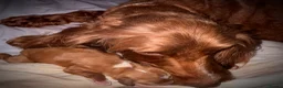 Australian Labradoodle dogs for sale: Outstanding 5 🌟🌟 Australian labradoodle litter  - Advert 3