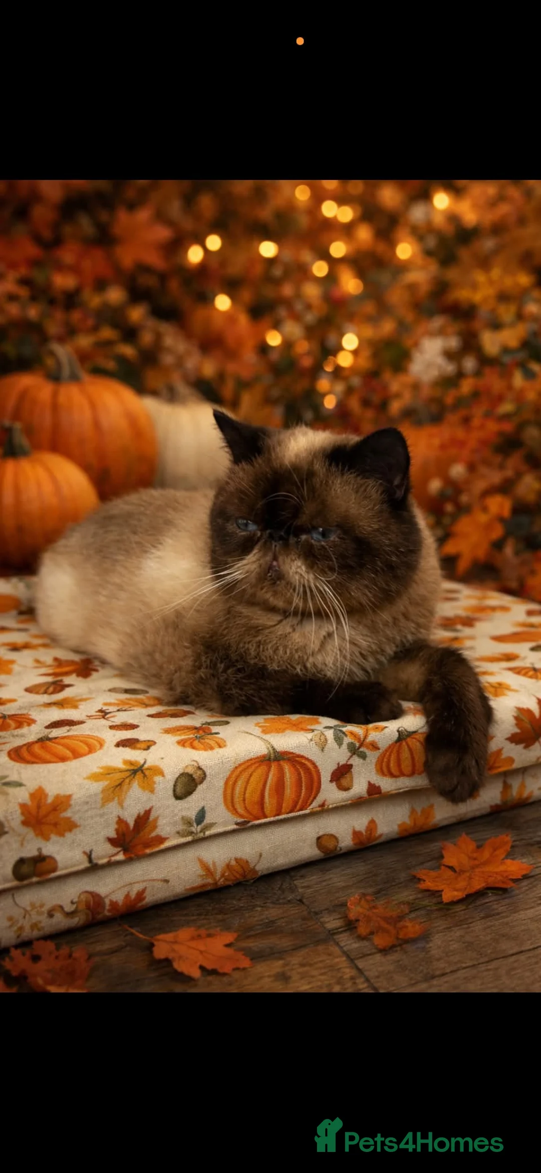 Exotic cats for sale: Exotic kittens  - Advert 31