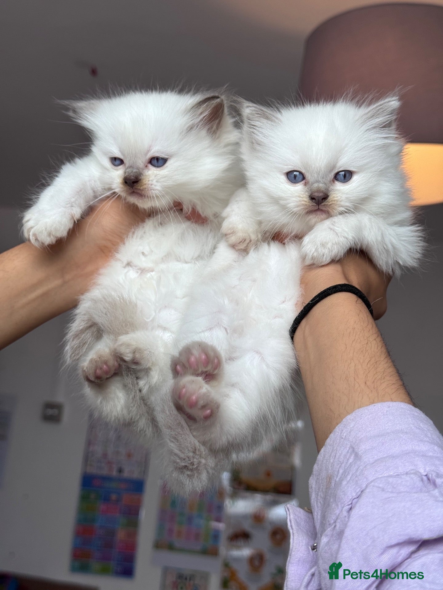 Ragdoll cats Lilac and chocolate Ragdoll kittens - Advert 14