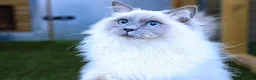 Ragdoll cats for stud: Handsome GCCF Ragdoll for Stud  in Diss - Advert 1