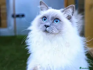 Ragdoll cats Handsome GCCF Ragdoll for Stud - Advert 5