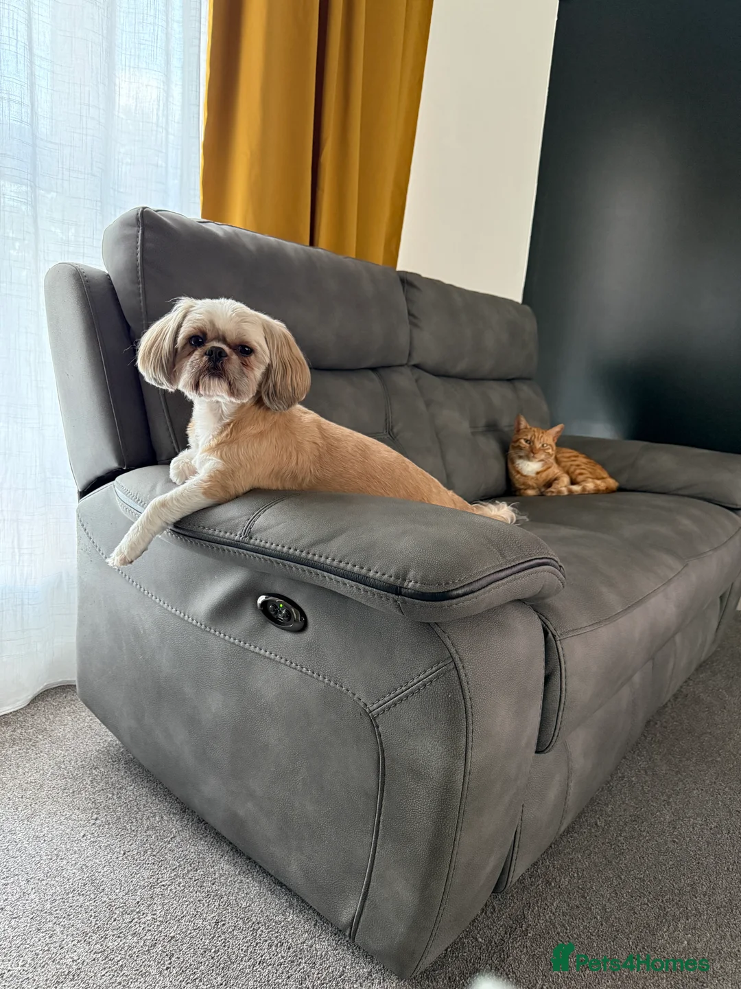 Shih Tzu dogs for stud: Beautiful Shih Tzu for stud  - Advert 2