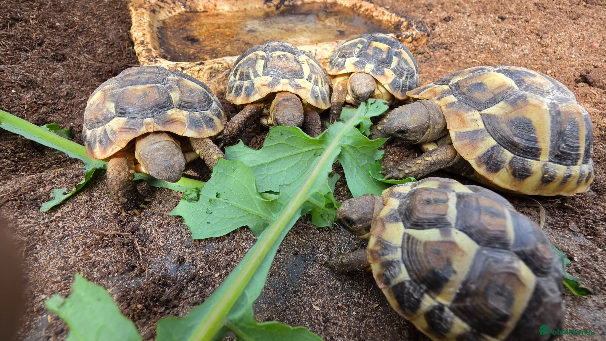 Tortoise reptiles Western herman Tortoise (Hermanni Hermanni) - Advert 1