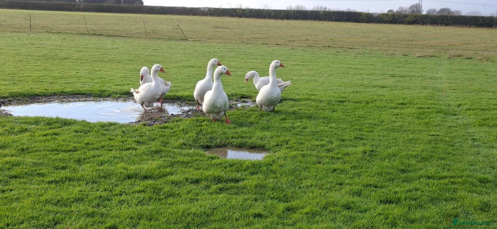 Geese poultry Large-strain Embden Geese-varying ages 2025 hatch - Advert 2