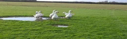 Geese poultry for sale: Large-strain Embden Geese-varying ages 2025 hatch - Advert 5