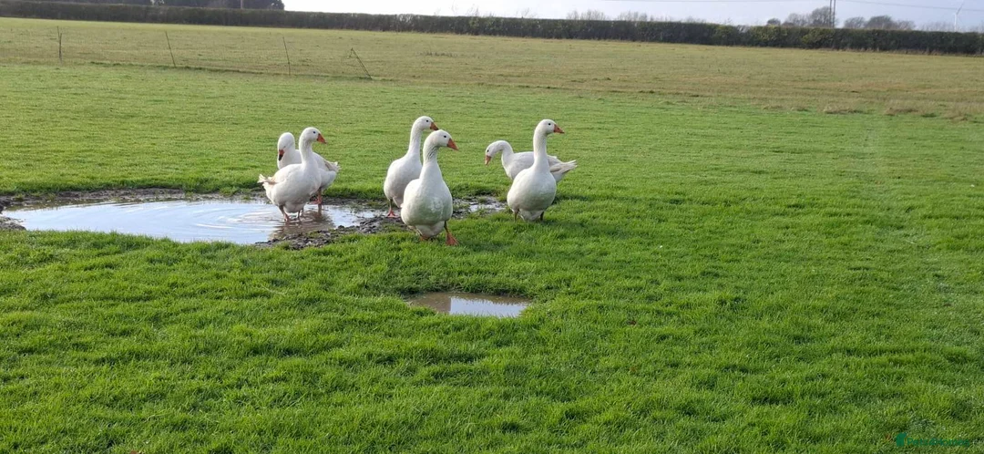 Geese poultry for sale: Large-strain Embden Geese-varying ages 2025 hatch - Advert 5