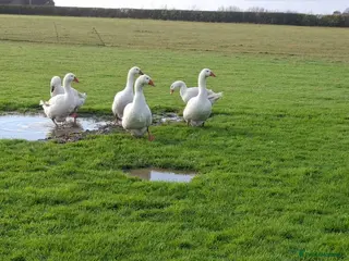 Geese poultry Large-strain Embden Geese-varying ages 2025 hatch - Advert 2