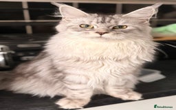 Maine Coon cats for sale: Maine coons ready to go  in Manchester - Image 12