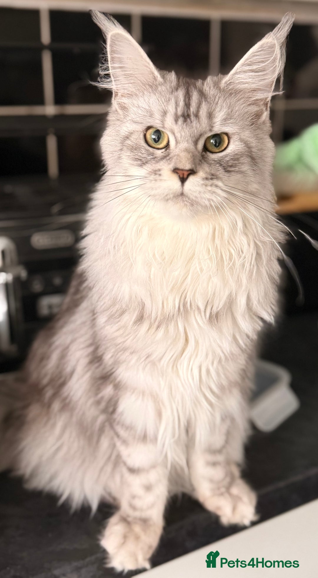Maine Coon cats for sale: Maine coons ready to go  in Manchester - Image 12