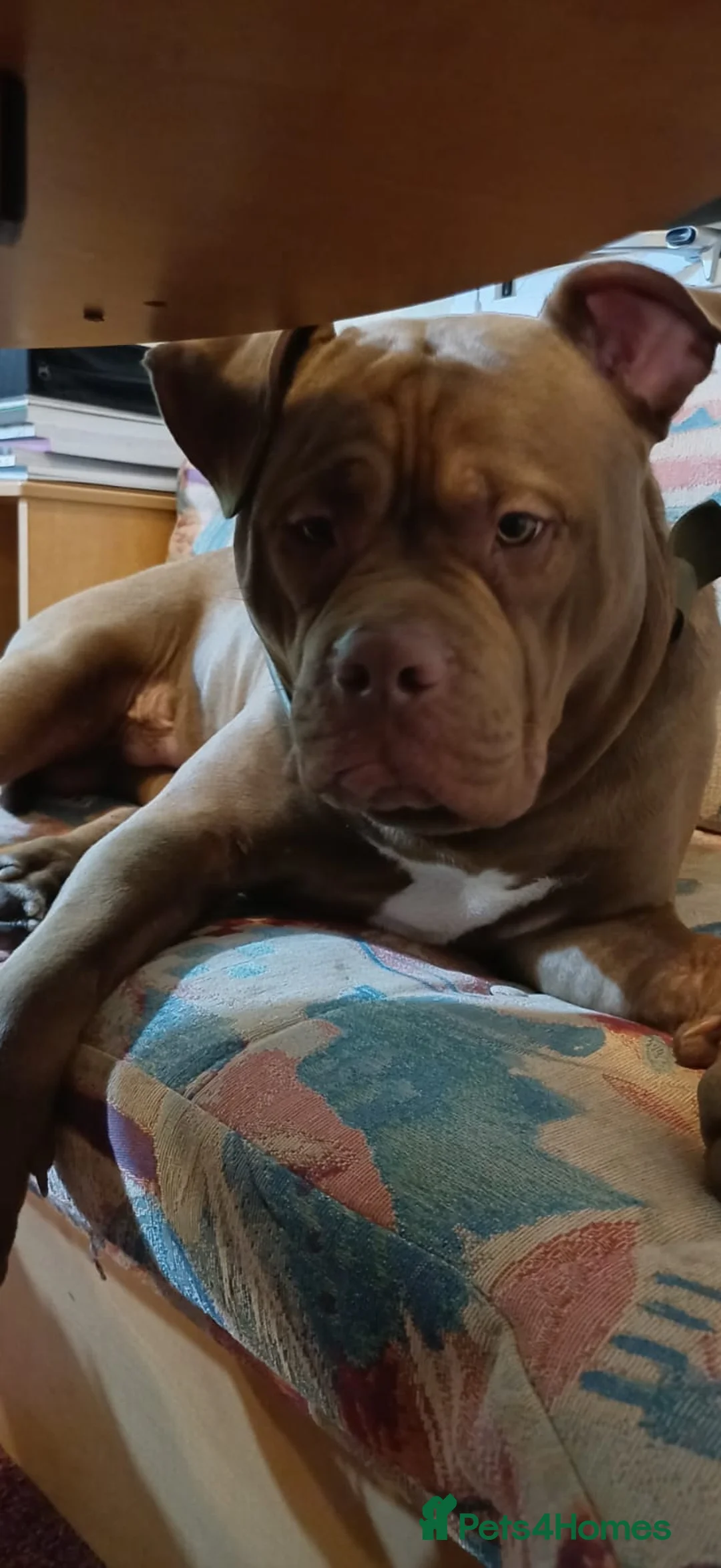 American Bully dogs for sale: 10mnth old Standard x pocket bully for rehoming. in Cambridge - Advert 3