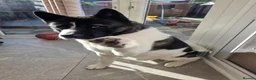 Akita dogs for sale: Mr.Zork in Corby - Advert 1
