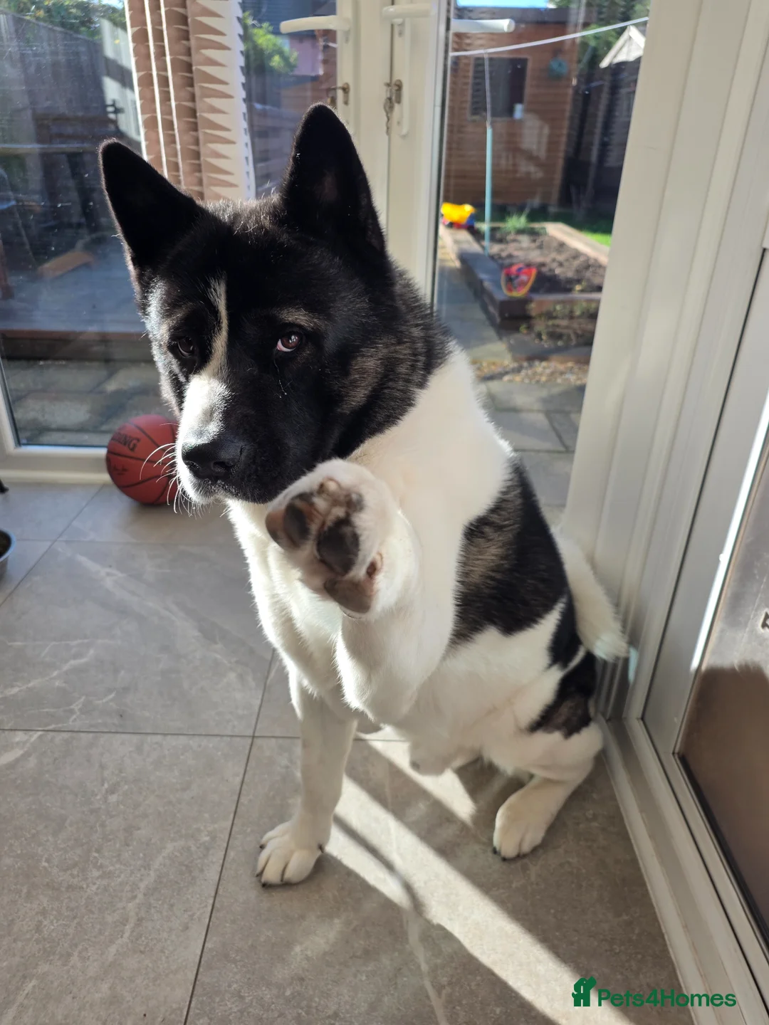 Akita dogs for sale: Mr.Zork in Corby - Advert 1