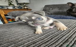 French Bulldog dogs for sale: Gorgeous frenchie pups  - Image 28