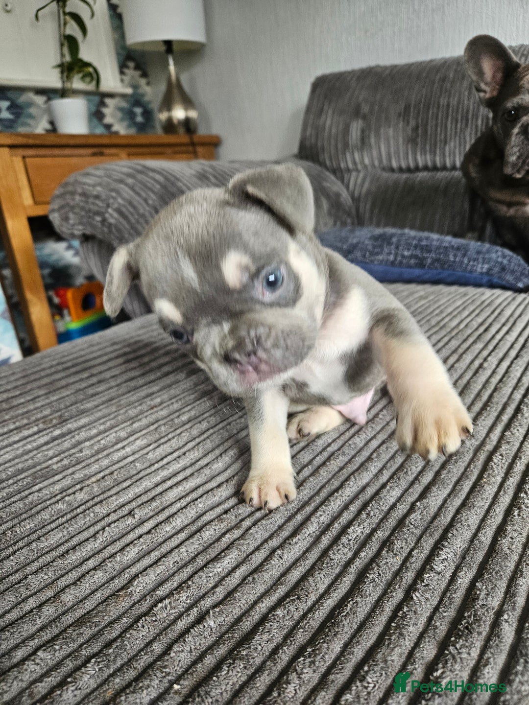 French Bulldog dogs for sale: Gorgeous frenchie pups  - Image 28