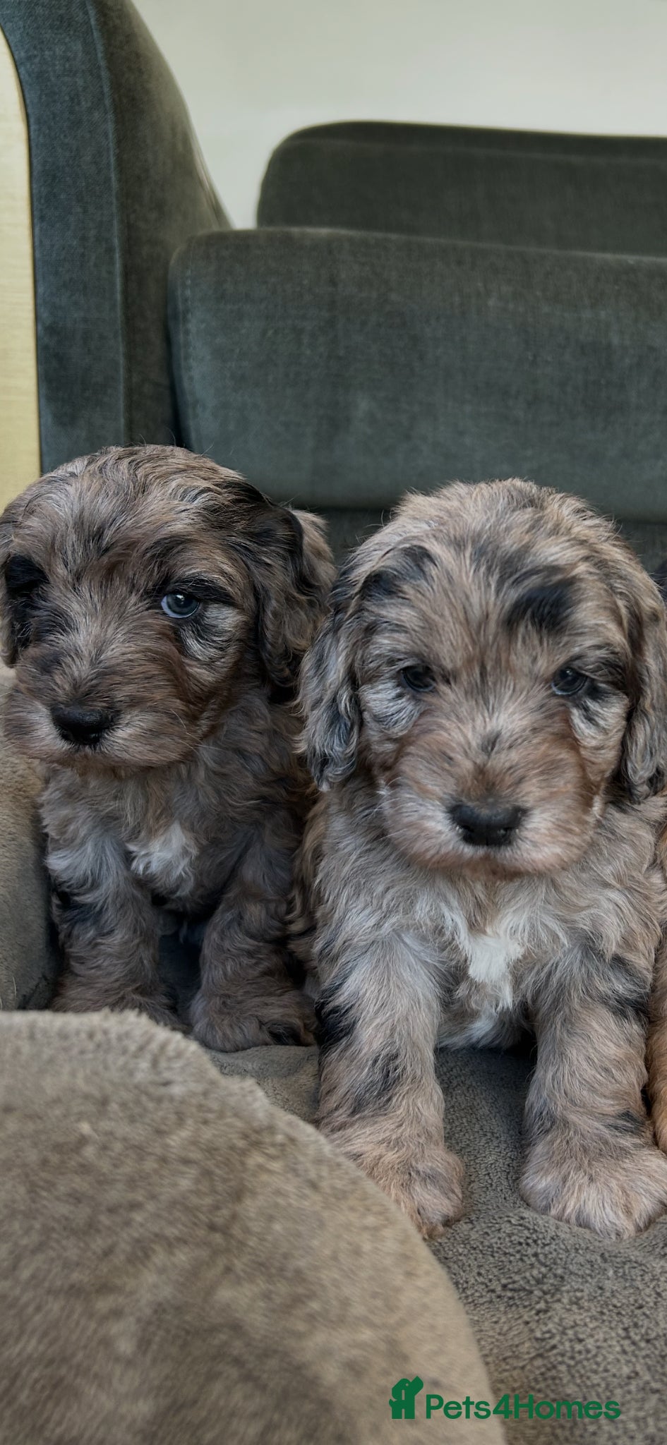 Cockapoo dogs Quality F1 cockapoos for sale - Advert 2