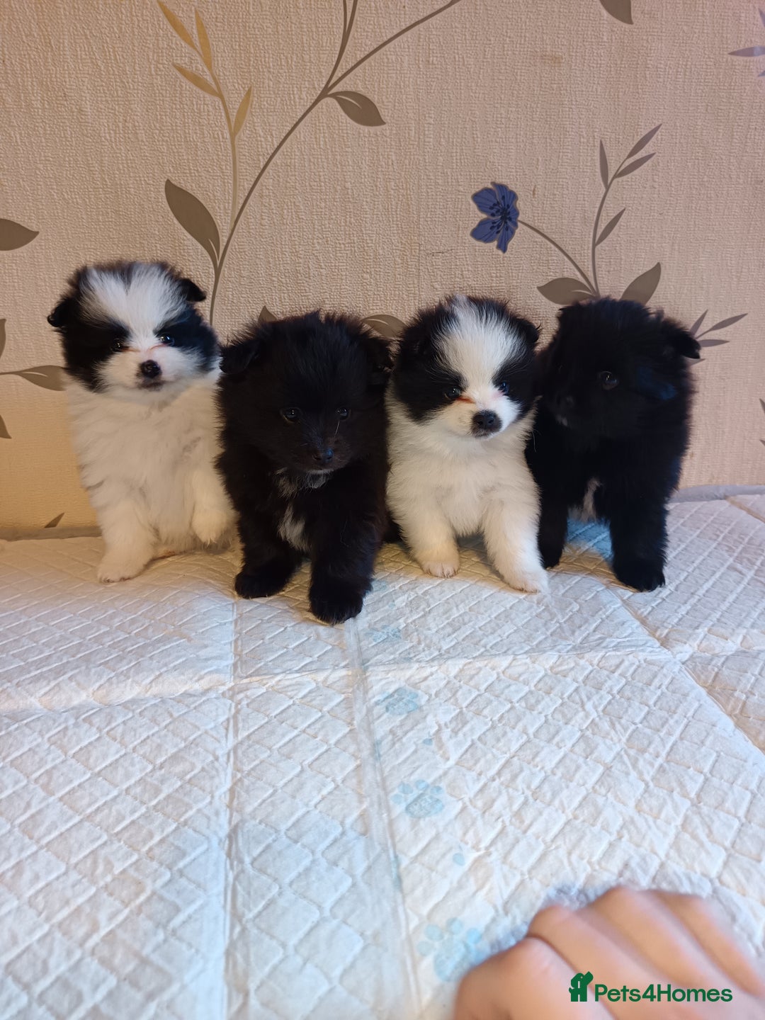 Pomeranian dogs for sale: Barnsley  - Advert 1